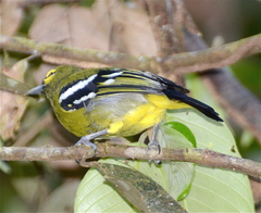 Aegithina viridissima