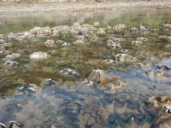 Tridacninae