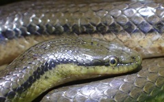 Opisthotropis lateralis