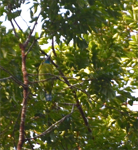 Yellow-crowned Barbet (Psilopogon henricii), photo 7
