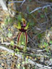 Caladenia septuosa
