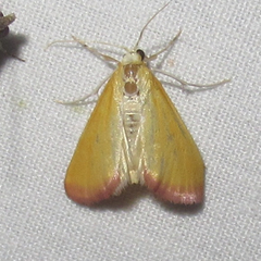 Xanthostege roseiterminalis