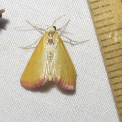 Xanthostege roseiterminalis