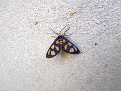 Amata trigonophora