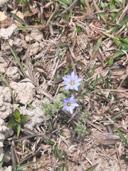 Gentiana loureiroi