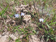 Gentiana loureiroi