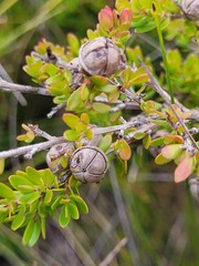 Leptospermum liversidgei