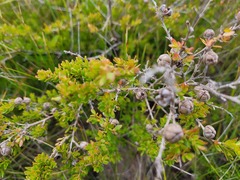 Leptospermum liversidgei