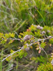 Leptospermum liversidgei
