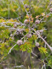 Leptospermum liversidgei