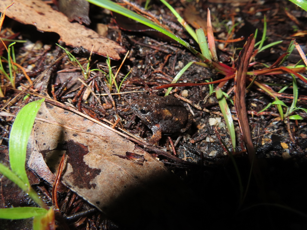 Littlejohn's Toadlet