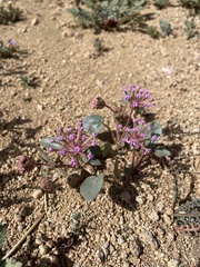 Abronia pogonantha