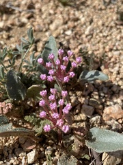 Abronia pogonantha