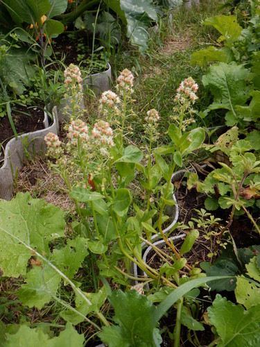 Reseda odorata iNat (3)