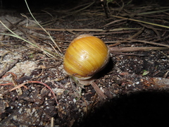 Xanthomelon saginatum