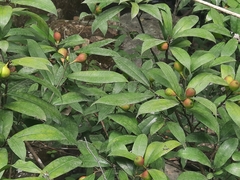 Ficus pyriformis