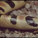 Colorado Desert Shovelnose Snake - Photo (c) 1999 California Academy of Sciences, some rights reserved (CC BY-NC-SA)