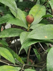 Ficus pyriformis