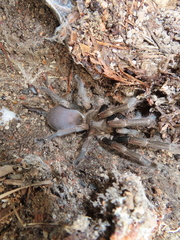 Selenocosmia crassipes