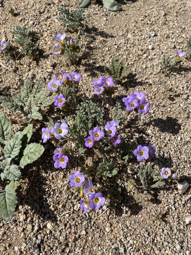 Fremont's phacelia (Phacelia fremontii)