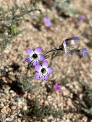 Gilia cana