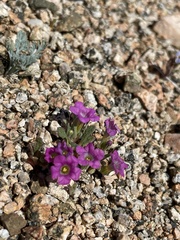 Nama aretioides multiflora