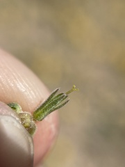 Nama aretioides multiflora