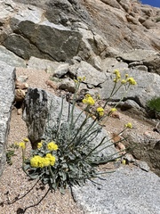 Eriogonum nudum westonii