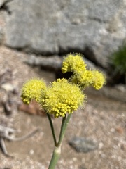 Eriogonum nudum westonii