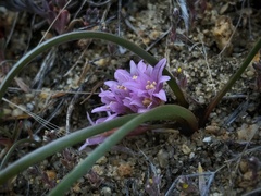 Allium aaseae