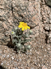 Eriophyllum ambiguum