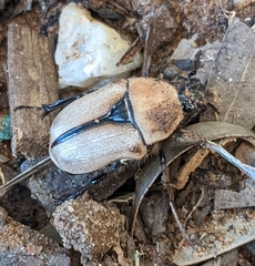 Diaphonia xanthopyga