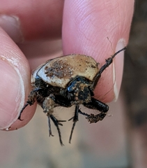 Diaphonia xanthopyga