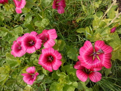 Malope trifida