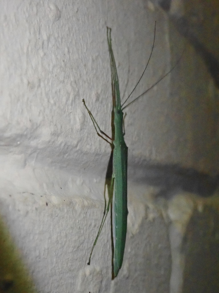 Singaporoidea janaae