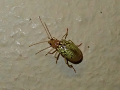 Paleosepharia lamrii