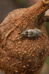 Coccotorus beijingensis