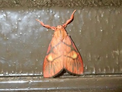 Sarbine flavodiscalis