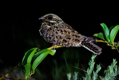 Caprimulgus natalensis