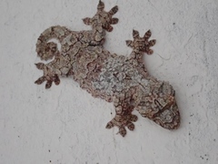 Gekko rhacophorus
