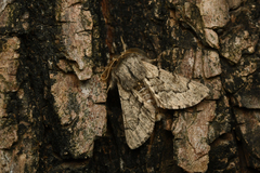 Apocheima cinerarius