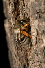 Anthophora melanognatha
