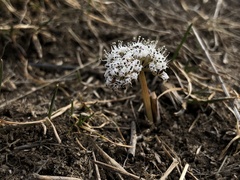 Lomatium linearifolium