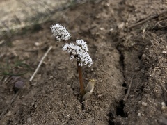 Lomatium linearifolium