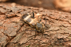 Semanotus bifasciatus