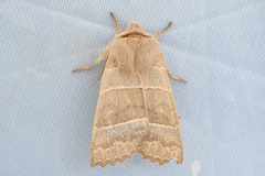 Eupsilia silla