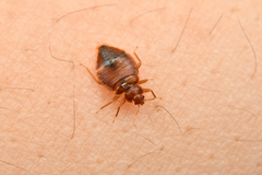 Cimex lectularius
