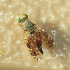 Euaresta bellula