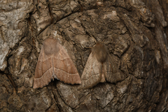 Metacrocallis vernalis