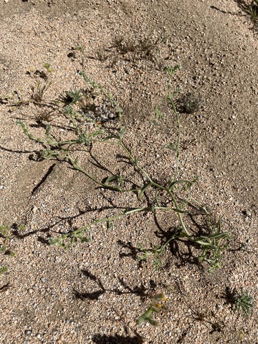 Cryptantha dumetorum observed 2022-03-19